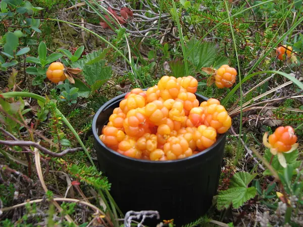 På bærtur- om å være ihuga multeplukker