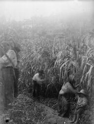 Fra Madeira (ant.), gruppe som arbeider i mais(?)åker. Gutt 