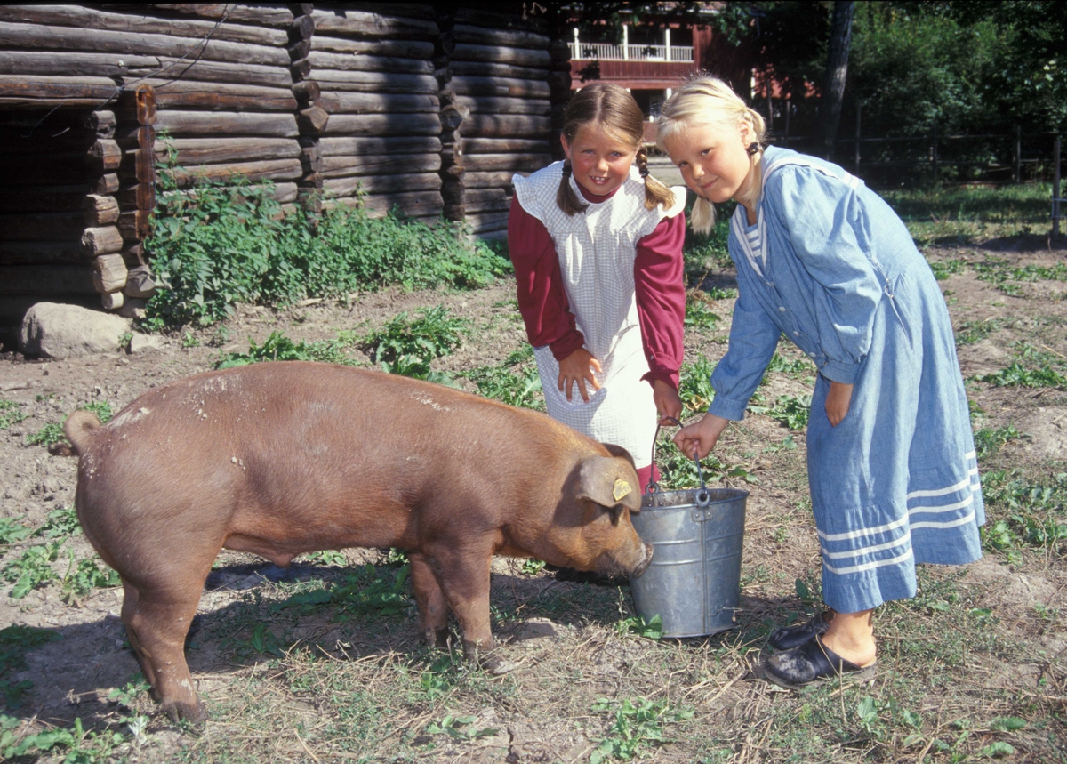 Barn i drakter besøker grisene
i friluftsmuseet i 2002.