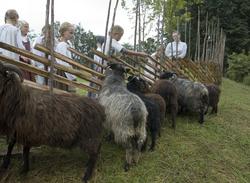Levendegjøring på museum.Sauene mates. Ferieskolen uke 32 i