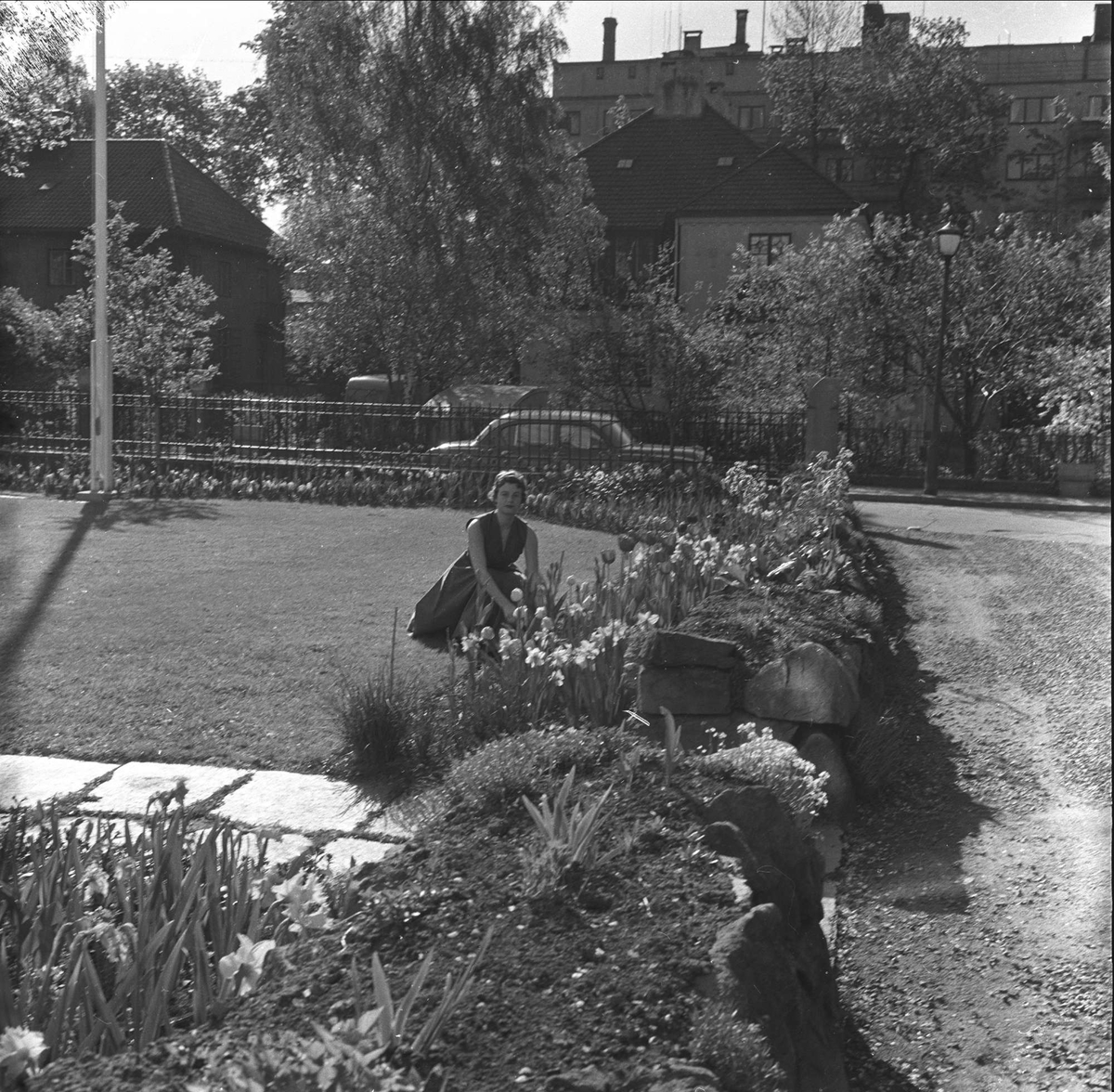 Tulipaner utenfor den Nederlandske Ambassade, Oslo mai 1959