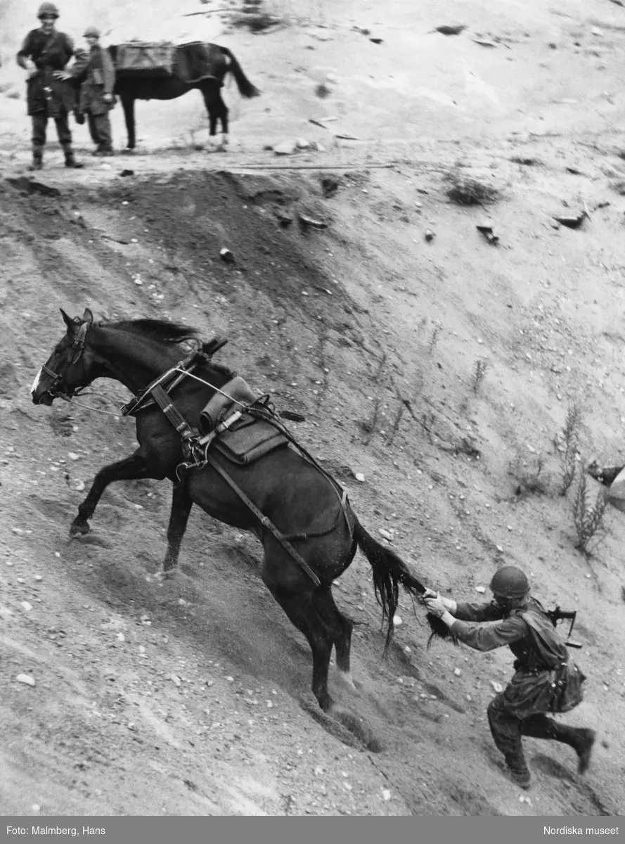 En soldat håller i svansen på en häst som tar sig upp ur en sandgrop