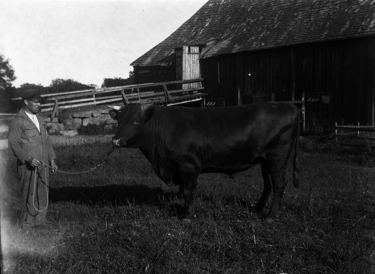 Man med tjur, Sätuna gård, Björklinge socken, Uppland 1930