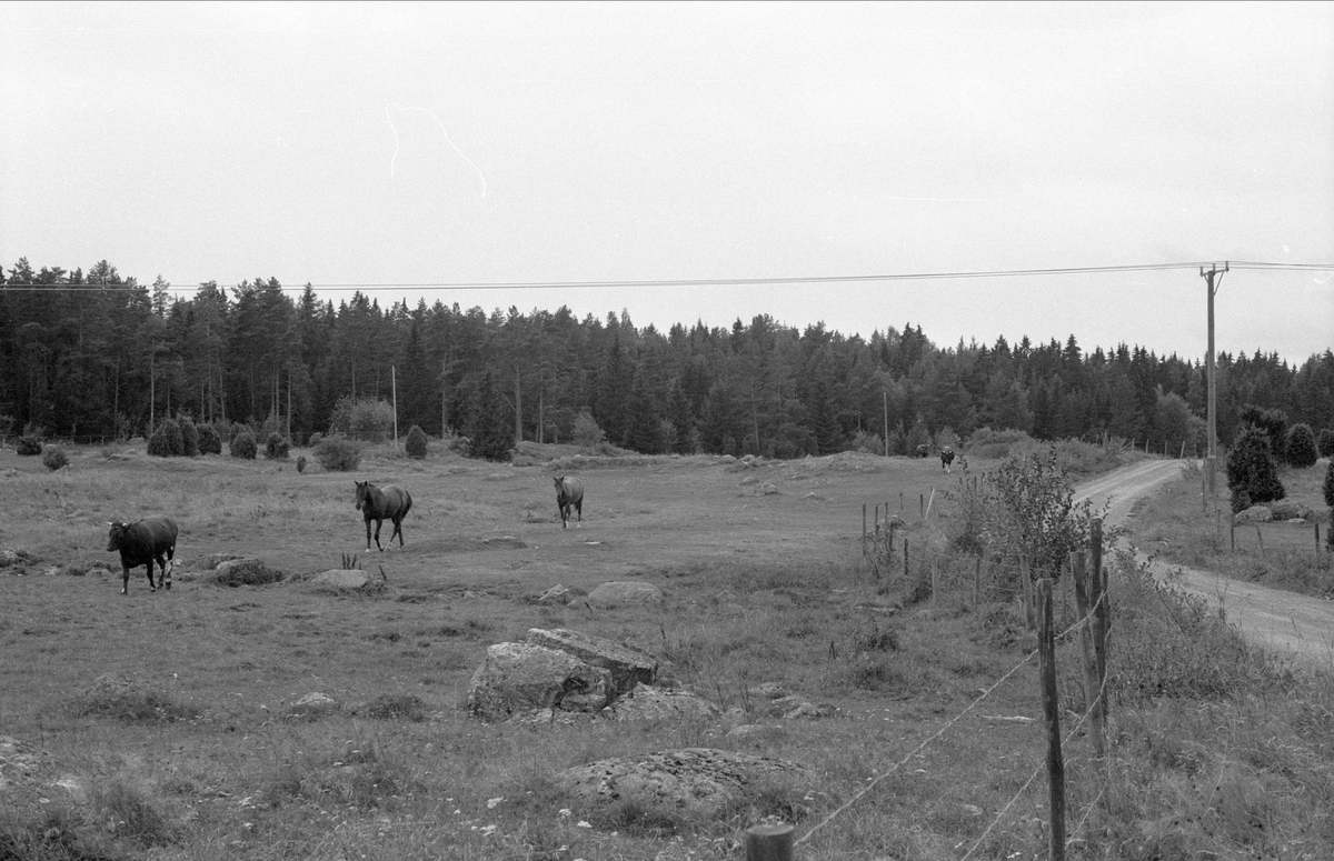Betesmarker, Klinta, Börje socken, Uppland 1983
