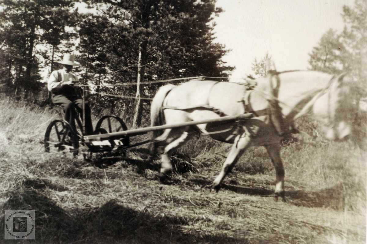 Theodor Aagedal slår grasset med hesteslåmaskin på Viamyr, Selandsheia i Grindheim.