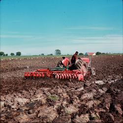 Harving med 40-skålers Skålsvans bak en Massey-Ferguson-trak