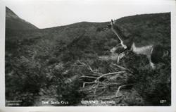 Guanaco i flukt - Santa Cruz.