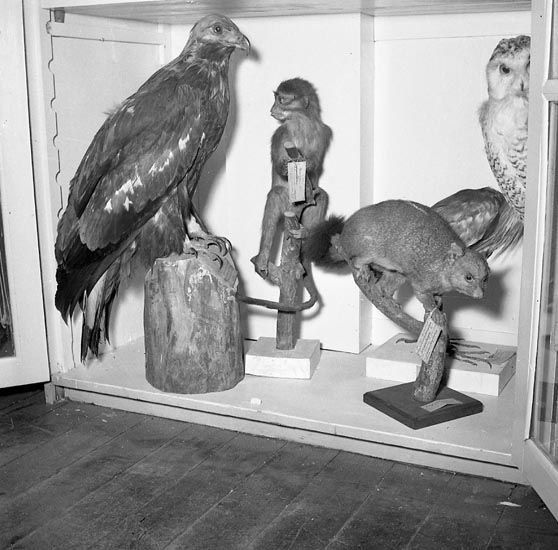 Monter med monterade djur på Uddevalla museum