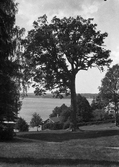 Uppgift enligt fotografen: "Uddevalla. Gustafsberg, träd. Vid villa "Rotunda."