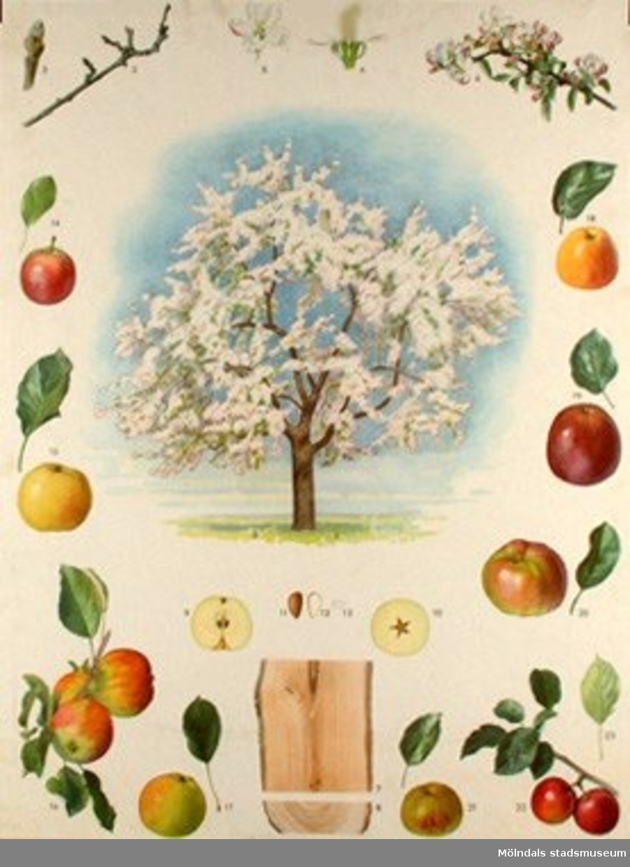 Biologi: från frö till planta. _1: Äpple._2: Körsbär._3: Päron._4: Björk._5: Tall._6: Gran.