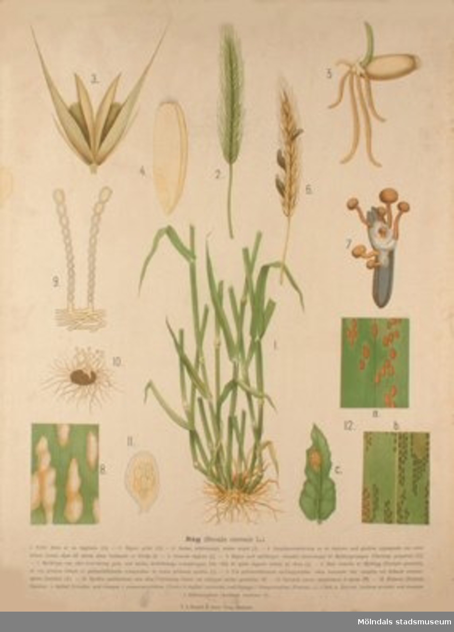 Biologi:Råg.Målat av Henrietta Sjöberg.J. Eriksson. Botaniska väggtavlor. 2:a upplagan.Lit. o. tr. i Gen. stab. lit. anst.