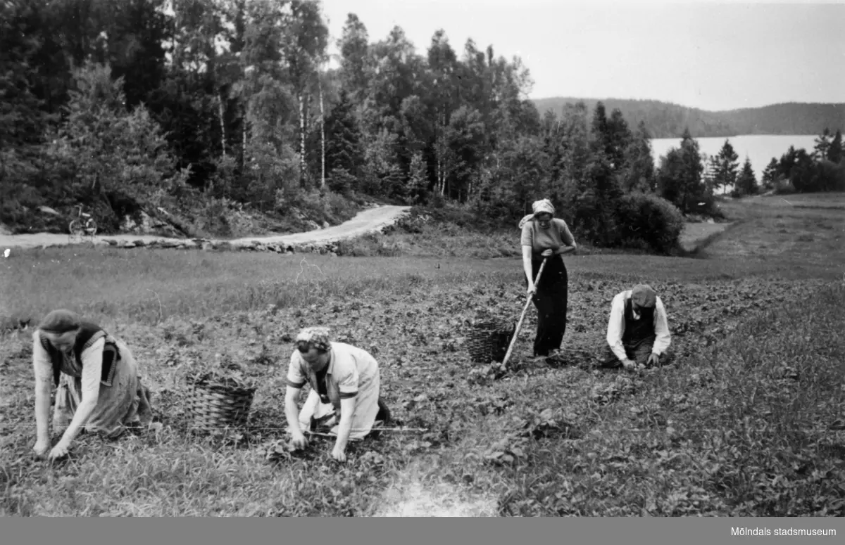 Sonja Svensson, Albert Persson, Ella Persson och Augusta Persson rensar ogräs i potatislandet på Långön, 1950.
