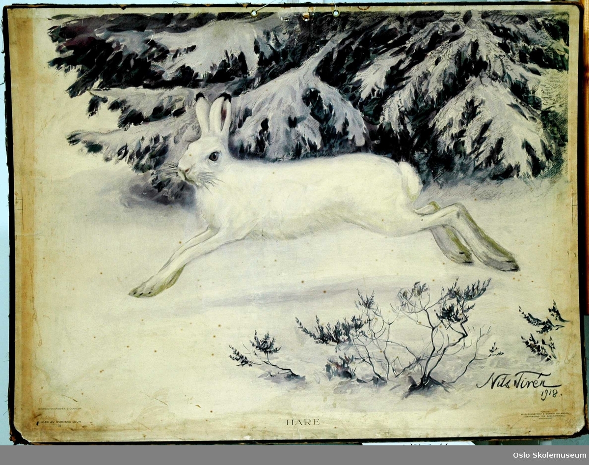 En hvit hare i vinterlandskap.