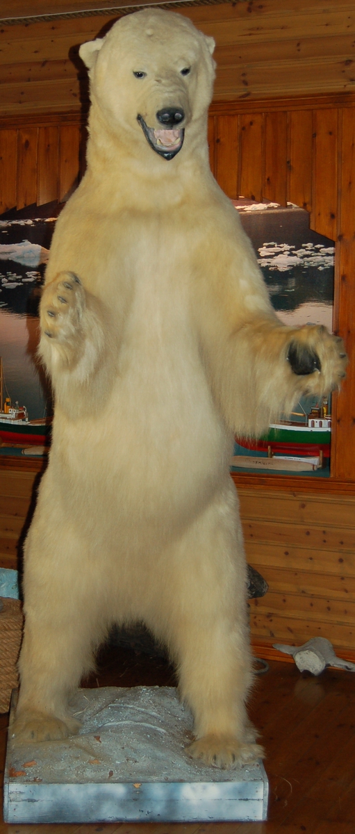 Gjenstanden er ein utstoppa isbjørnhann som står oppreist, montert på ein sokkel.