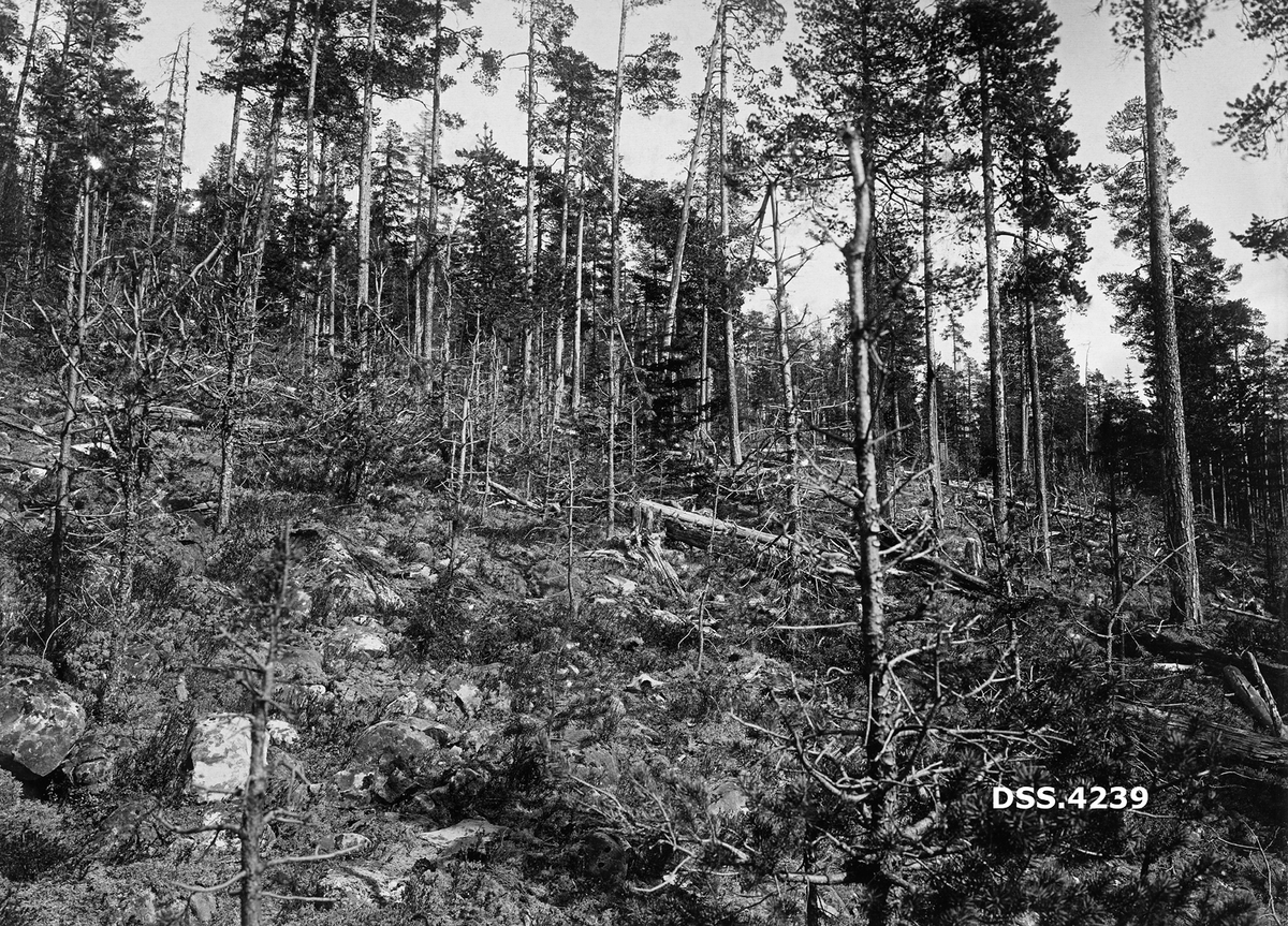 Li med furuskog.  Trærne, og særlig den yngre underskogen, er ødelagt ved at baret er beitet av greinene, slik at trærne har dødd. 