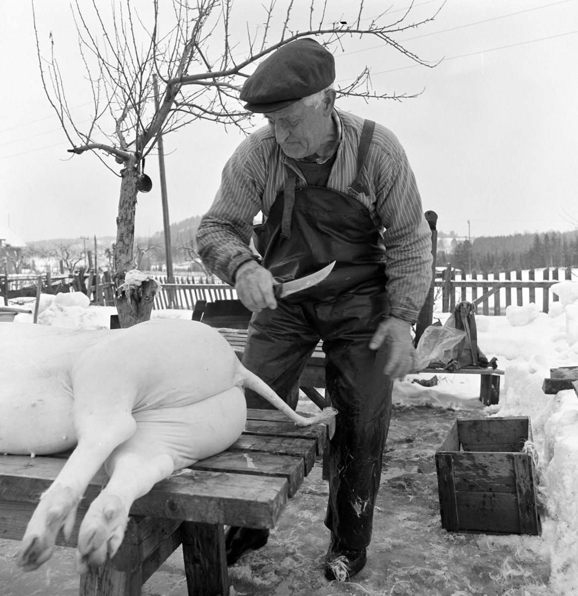 Dokumentasjon av griseslakting i 1977, på Lunde i Gaupen, Ringsaker. Bygdeslakter.  Bygdeslakter Johs. Rosenborg.