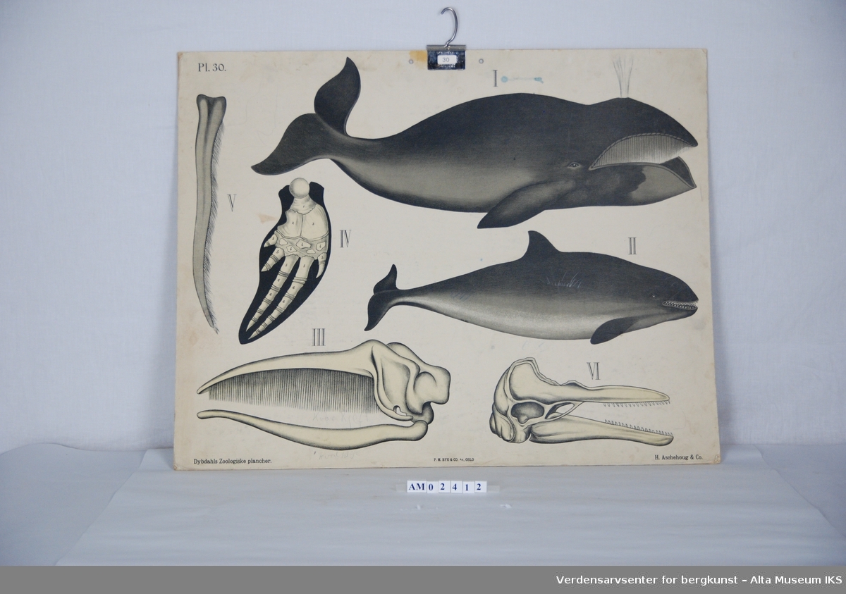 Form: Plansjer av dyr,fisker og fugler

14-50

75,5x59,5cm