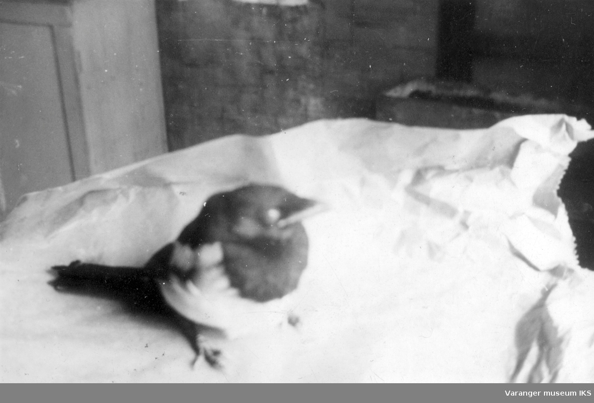 Tam skjære hos familien Riesto i Vadsø. Bildet er antageligvis tatt før storbombingen i august 1944.