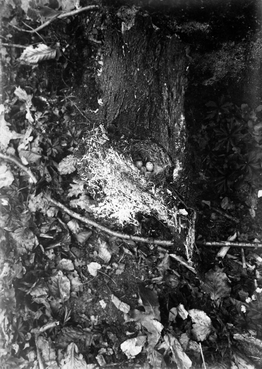 Bo av Trädkrypare, Certhia f. familiaris, i en barkbit liggande på marken, 8 Maj 1908