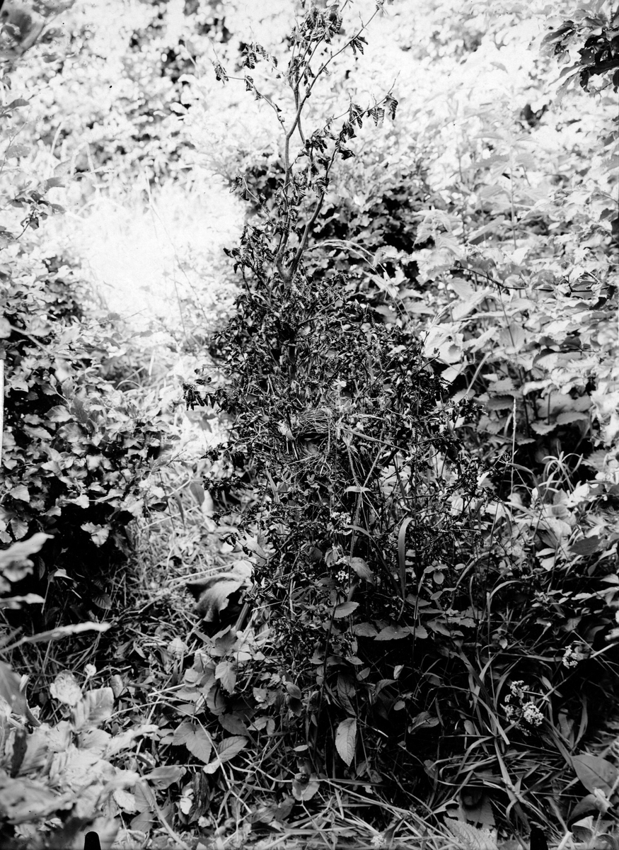 Boplast för lövsångare ,(phylloscopus trochilus ) 20 juni 1910