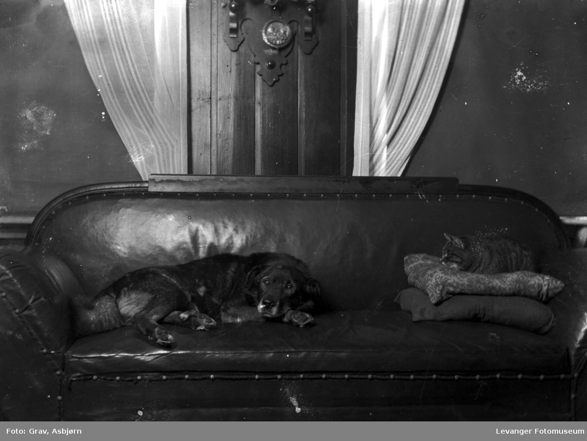 Hund og katt i  en sovesofa.