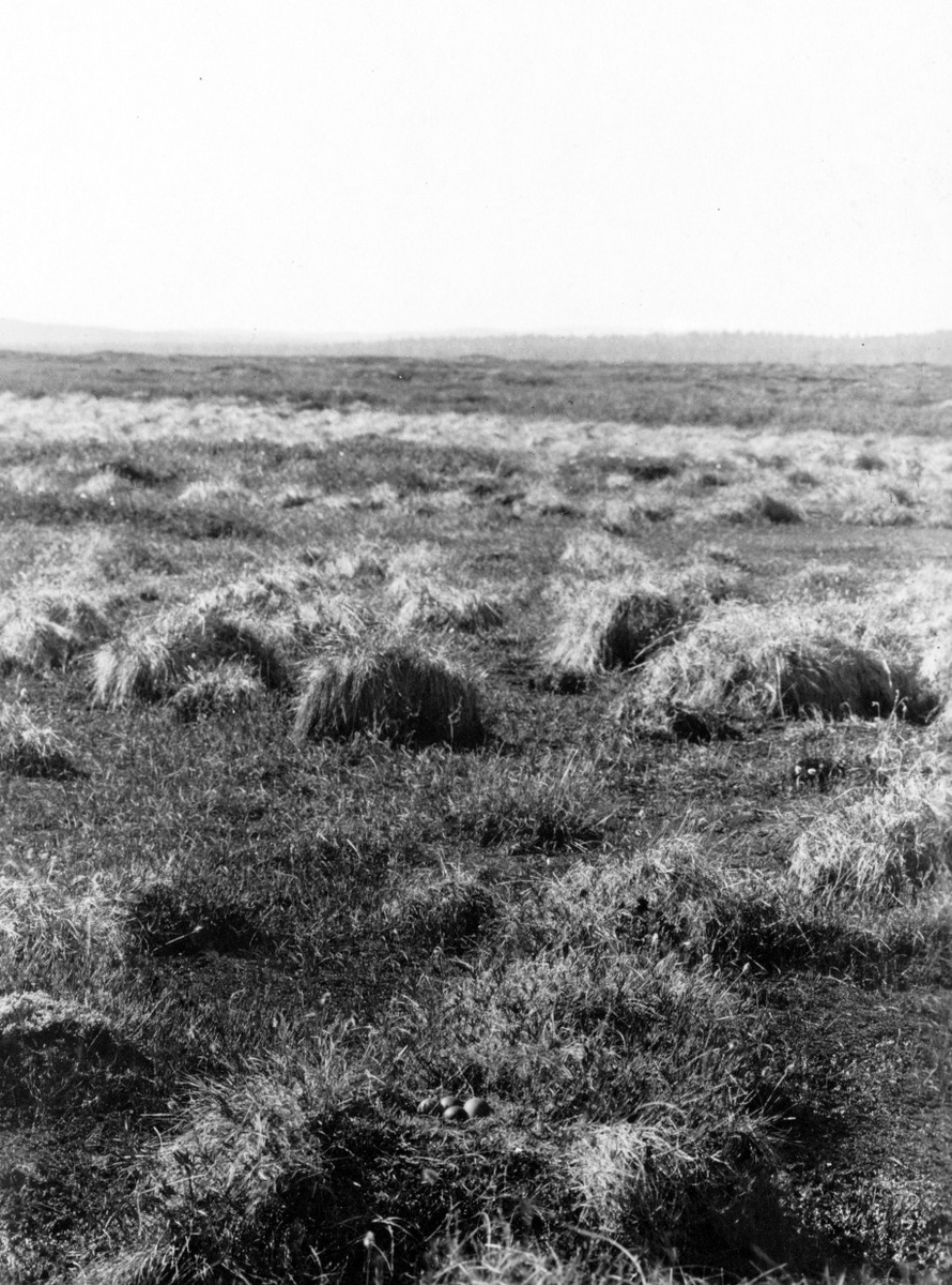 Bo av myrspov, Limosa lapponia           18/6 1928 Salmijärvi                         Boet markerat med X                         Foto  E. Merikallio