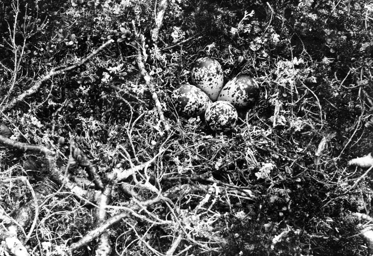Bo av ljungpipare, (Caradrius apricarius) Pluvialis apricaria, å fjällhed å Tjerroketje, ca 1 mil v.n.v. om Harrå järvu-station, Gällivare s:n Norrb.lappmark. 4 oruf.ägg den 8 juni 1924                      Foto E. Wibeck den 8 juni 1924