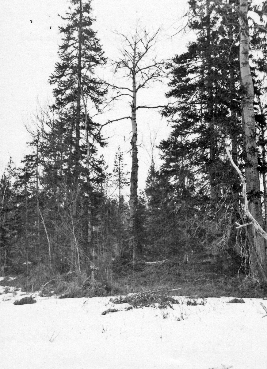 Häckningsplats för Pärluggla (Aegolius funereus)  22 April 1923
