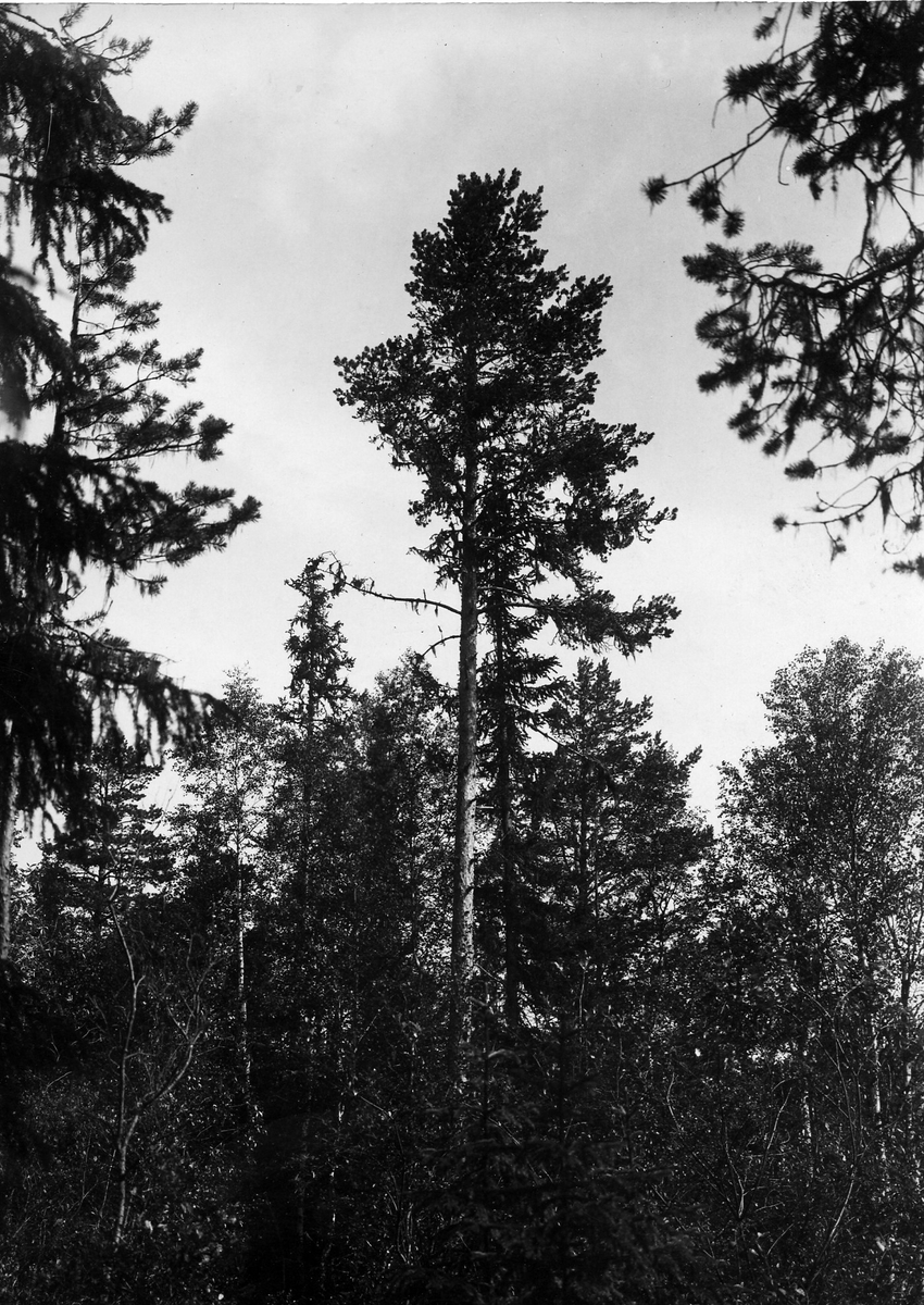 Boplats för stenfalk i kråkbo , 30/6 1929 Foto N.Nilsson