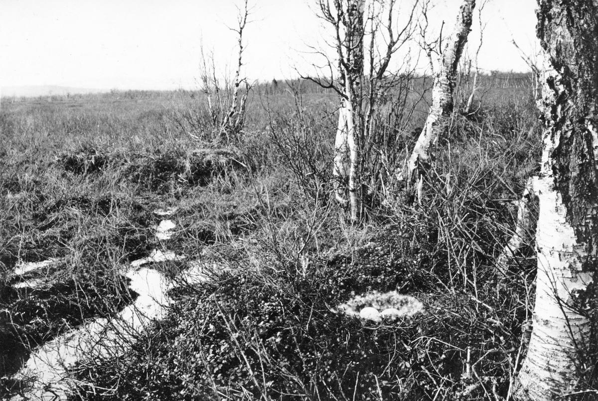 Bo av Sädgås (Anser Fabalis) Beläget på gränsen mellan öppen tuvig myr och björkbältet längs Haubarjokk i norra delen av Sjaunga-ape på v. sidan av bäcken c:a 1 km från dess utflöde i Sjaumjaädno. Boet innehöll vid foto-tillfället 6 halfruf ägg. 6 maj 1927 ( Fjället som skymtar längst i bakgrunden är tjerrokotjen)