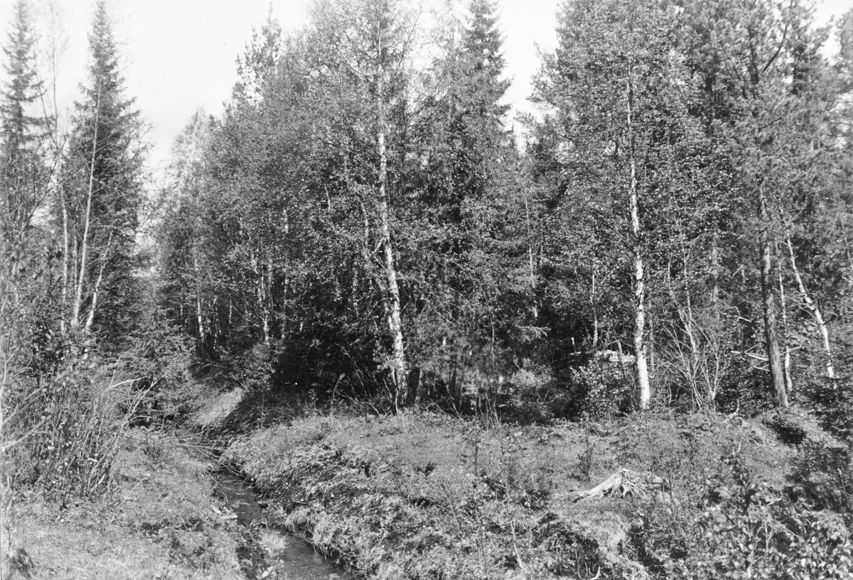 Biotop 23/6 1927 (boplats vid den stora björken på högersida om bäcken)