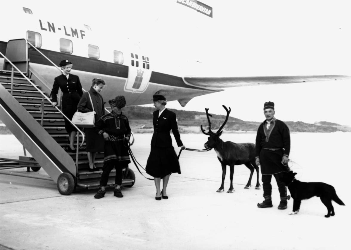 Lufthavn, 1 fly på bakken DC-6B, LN-LMF. 2 samer med hund og rein ved flyet + 2 flyvertinner og en annen person.