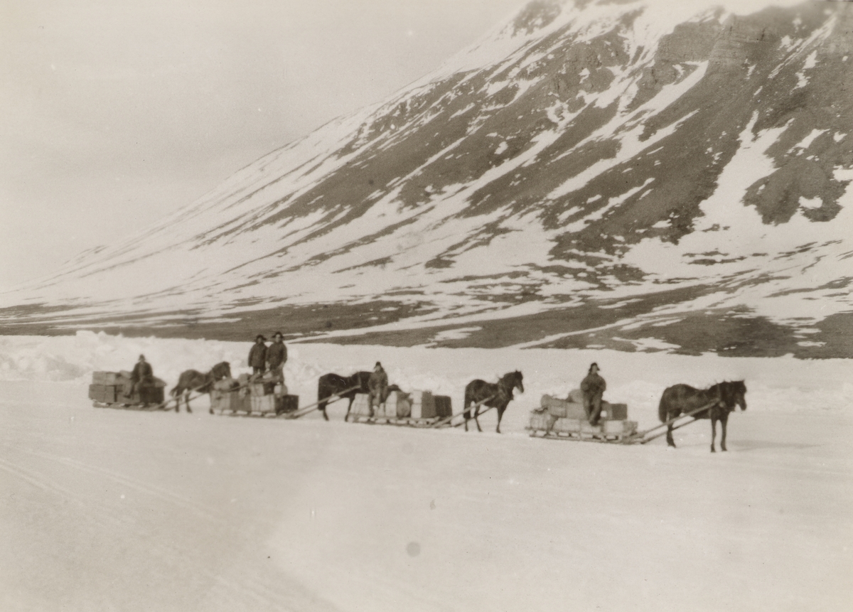 Fire hester med fullastede sleder står på rekke i snøen foran et fjell.