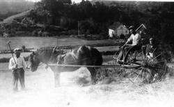 På høyriva i Langebakken på Heddeland i Øyslebø.