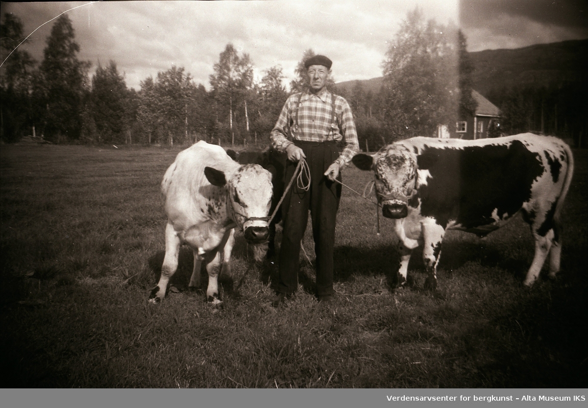 Ole Roald Jøraholmen poserer med to kyr, og planteskolen i bakgrunnen. Bildet er tatt tidlig på 1960-tallet.