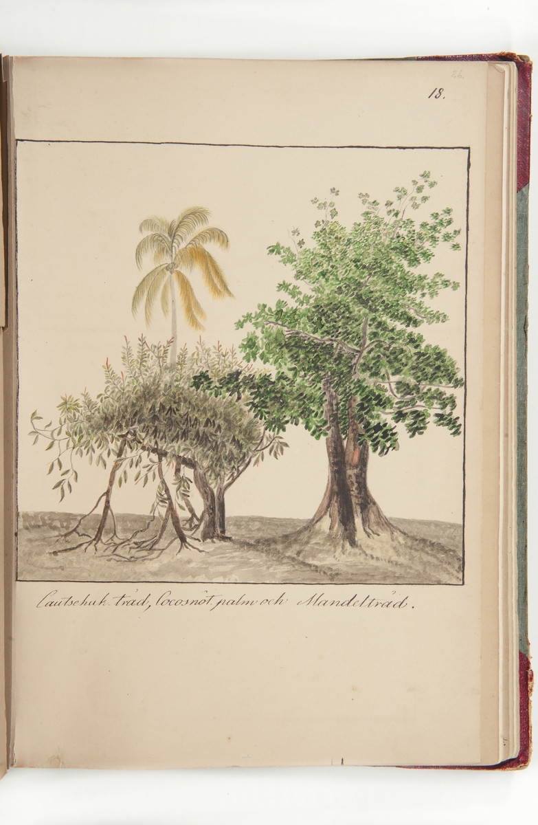 Kautschukträd, Cocosnötpalm och mandelträd.