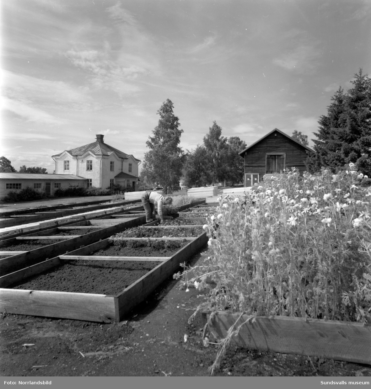 Trädgårdsskolan i Söråker, 1932-1966, disponerade ett stort markområde av det som i dag är centrala Söråker. Huvudbyggnad var den gamla herrgården och skolan odlade köksväxter på 11 hektar mark där det producerades cirka 300 ton per år. Dessutom fanns en stor fruktträdgård, plantskola för fruktträd och prydnadsträd samt flera växthus, till och med ett tropiskt växthus. Allt som producerades såldes för att finansiera verksamheten. Utöver yrkesutbildning för trädgårdsmästare anordnade skolan även kurser för den trädgårdsintresserade allmänheten.