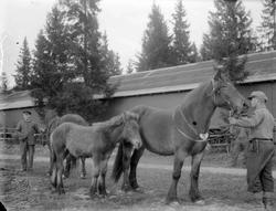 Hest. Hoppeutstilling 1958 på Stampesletta.