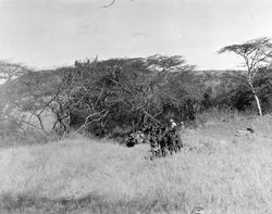 Kryssing av et tørt elveleie nær Grumetti i Tanganyika Terri