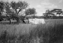 Fra en jakt- og fotosafari til Serengetti og Masai Mara områ