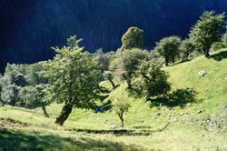 Dei forunderlege lauvingstrea