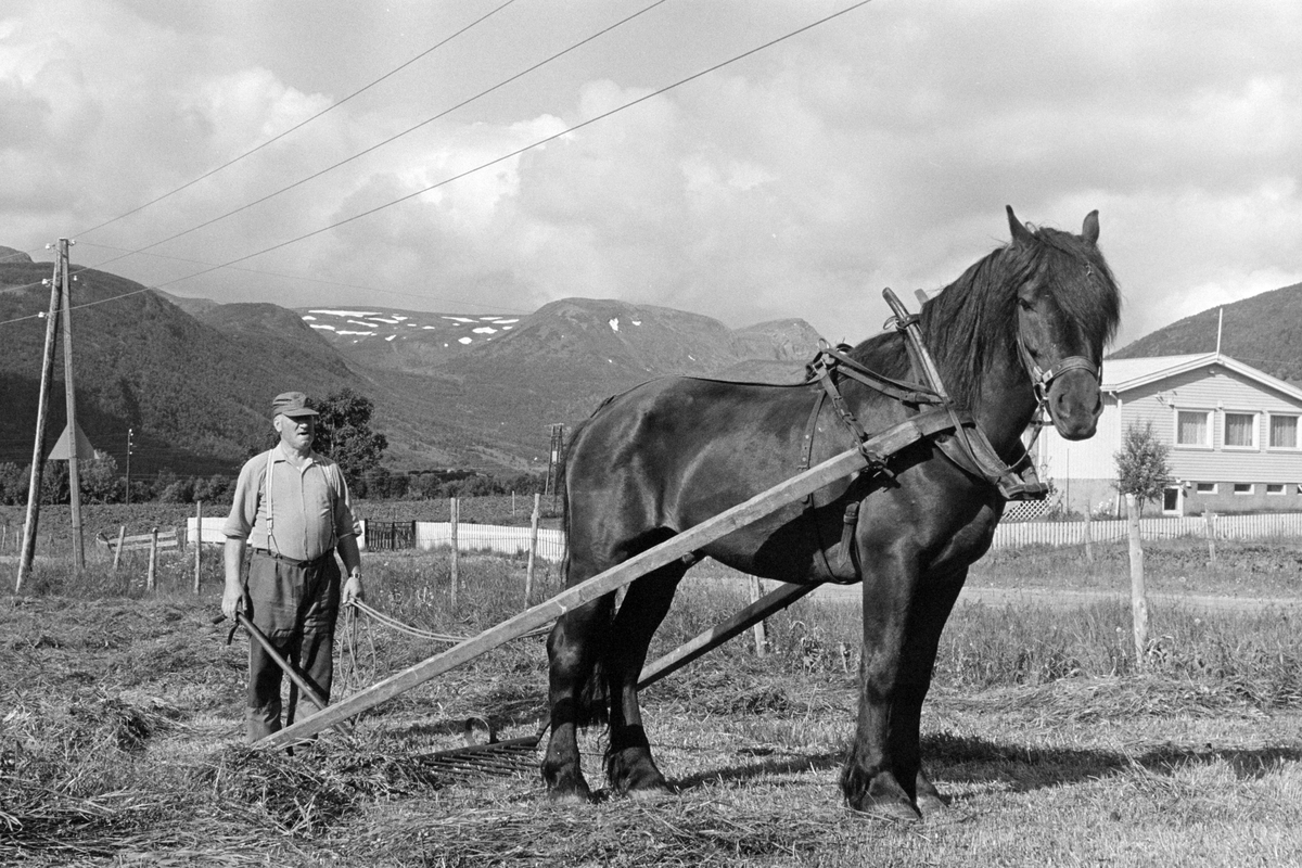 Birger Mathisen i Ervik, med hest og sleperive.