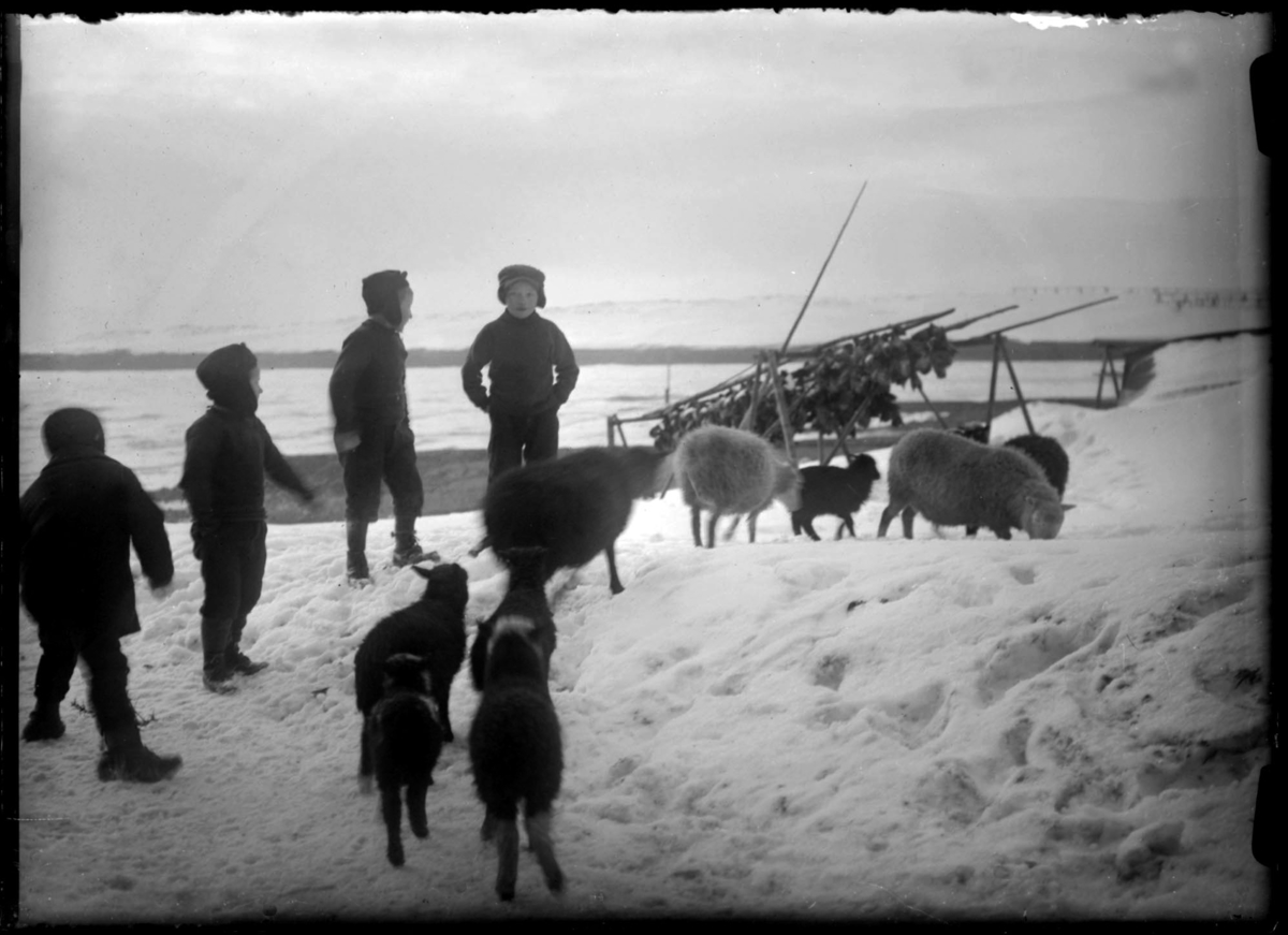 Vinter. Barn og sauer. - Finnmark Fylkesbibliotek / DigitaltMuseum