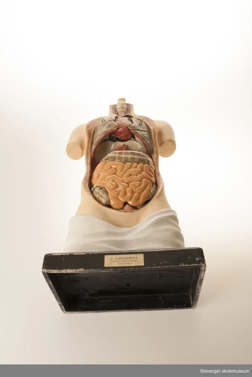 En anatomisk manns modell med utagbare organer.