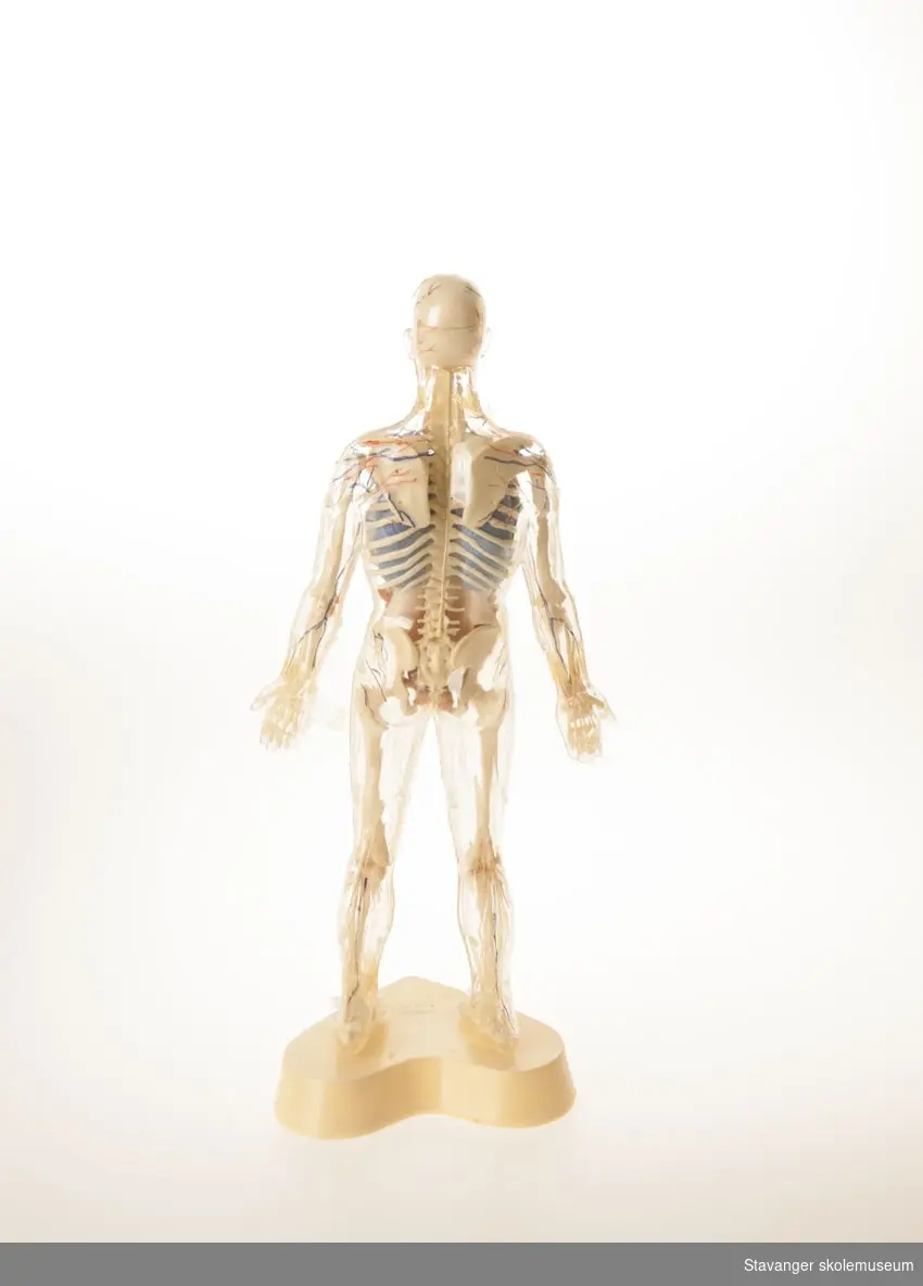 En mannskropp av gjennomsiktig plast som viser muskler og sener i en kropp. Bryst og mageparti er dekket med et avtagbar deksel.