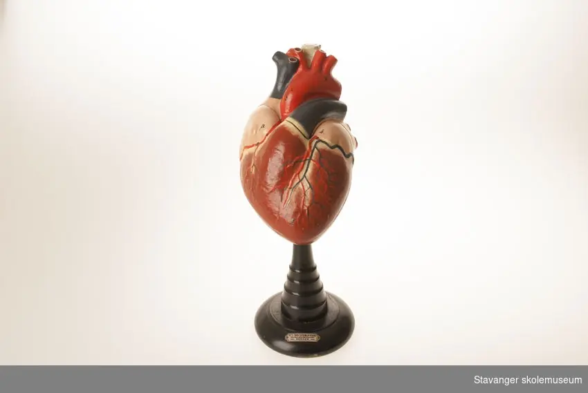 En modell av et hjerte til helseundervisning. Deler kan tas av.