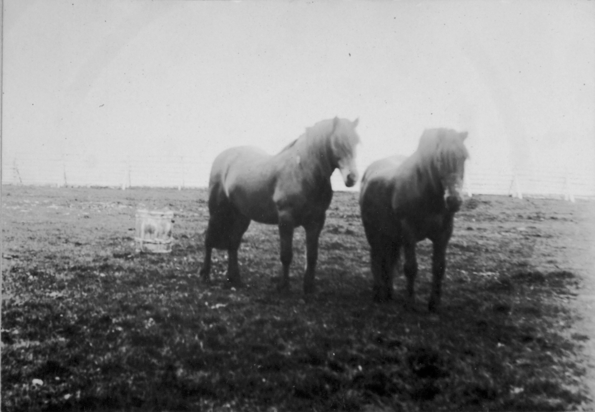 To hester på et jorde