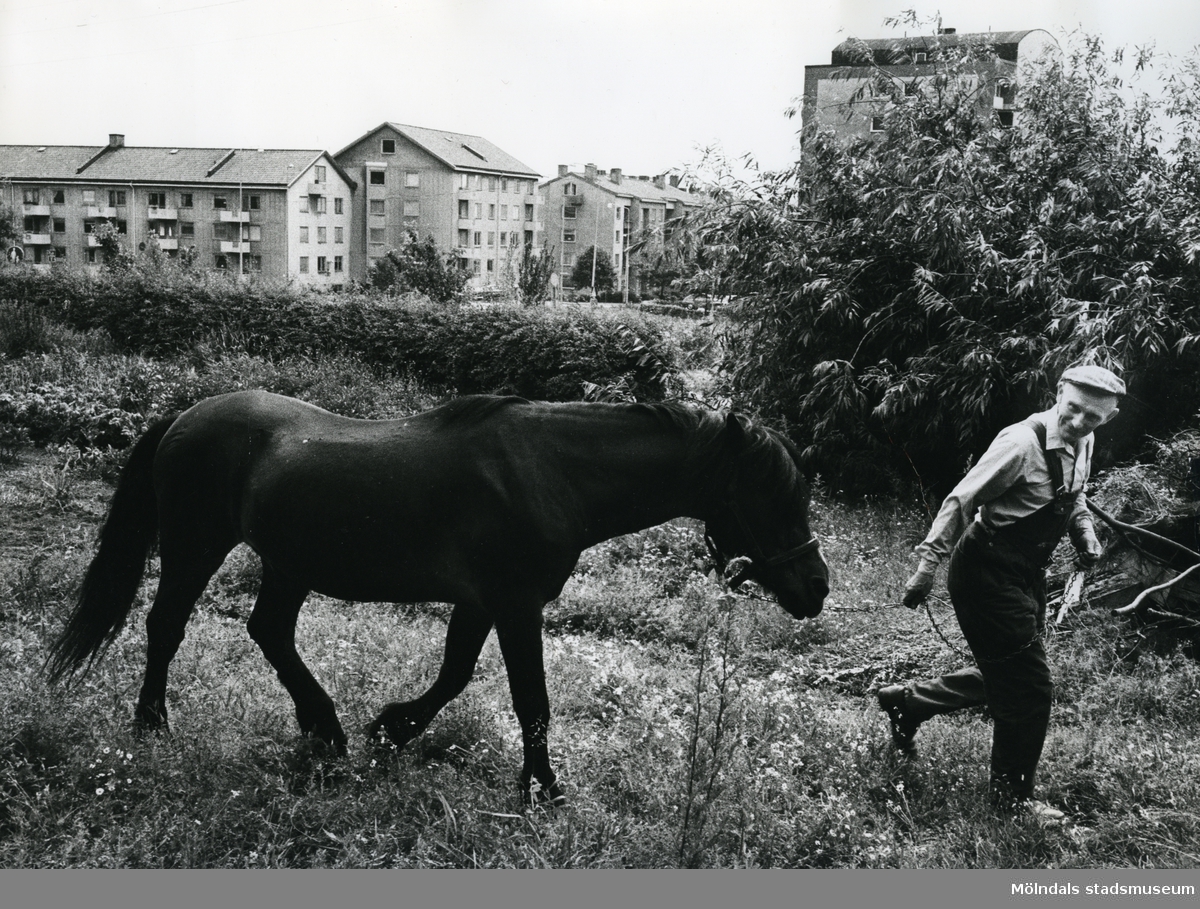 Sten Svanfeldt (1910 - 1985) och hästen Solvester, Trädgårdsmästeriet på Wallinsgatan okänt årtal. Solvester sägs vara Sveriges äldsta häst, den blev cirka 38 år.