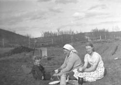 Arbeid med å sette poteter på Mikkelsnes i Neiden, ca. 1933-