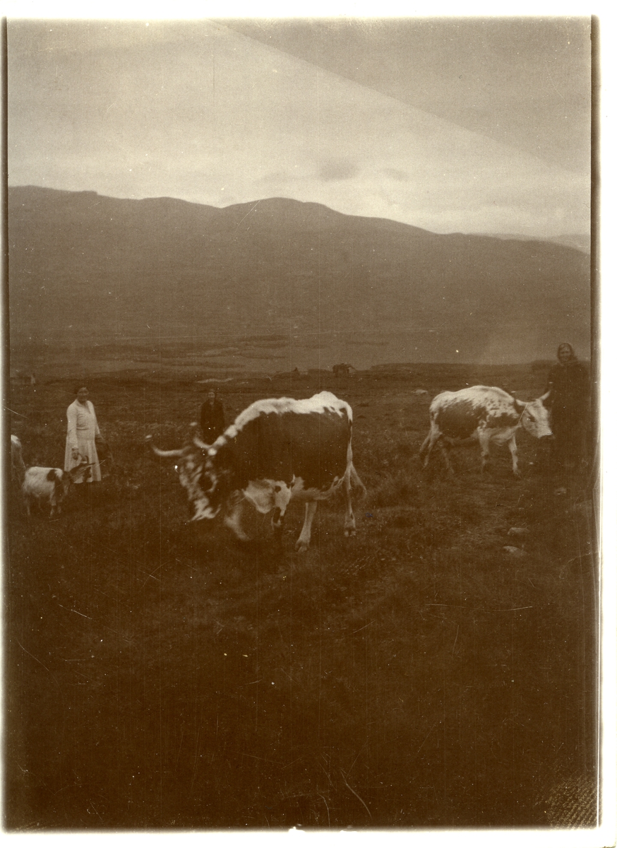 Tre kvinner avbildet på stølen, med to kyr i framgrunnen og fjell i bakgrunnen. Ei geit er også på bildet.